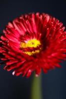 flor flor cerrar bellis perennis l. familia compositae moderna foto