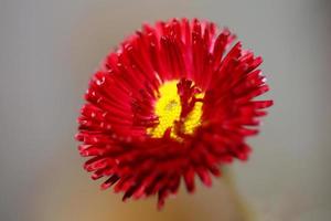 flor flor cerrar bellis perennis l. familia compositae moderna foto