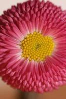 Flower blossom Bellis perennis L. family compositae modern background photo