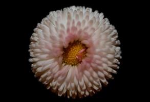 Flower blossom Bellis perennis L. family compositae modern background photo