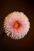 Flower blossom Bellis perennis L. family compositae modern background photo