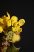 Flower blossom yellow Berberis aquifolium family berberidaceae closeup photo