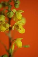 Flower blossom Berberis aquifolium family berberidaceae macro shoot photo