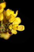 Flower blossom yellow Berberis aquifolium family berberidaceae closeup photo