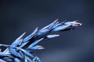 Decoration wheat colored in blue botanical shoot triticum aestivum photo