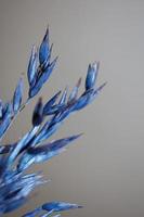 Dry decoration wheat colored in blue triticum aestivum family poaceae photo