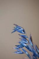 Decoration wheat colored in blue botanical shoot triticum aestivum photo