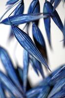 decoración de color trigo en azul brote botánico Triticum aestivum foto