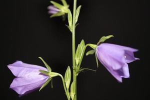 Flower blossom close up campanula persicifolia family campanulaceae photo