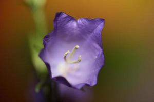 Flower blossom close up campanula persicifolia family campanulaceae photo