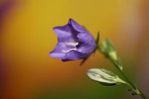 Flower blossom close up campanula persicifolia family campanulaceae photo