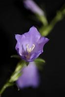 Flower blossom close up campanula persicifolia family campanulaceae photo