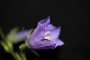 Flower blossom close up campanula persicifolia family campanulaceae photo