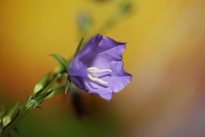 Flower blossom close up campanula persicifolia family campanulaceae photo