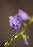 Flower blossom close up campanula persicifolia family campanulaceae photo