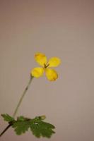 Flower blossom close chelidonium majus family papaveraceae photo