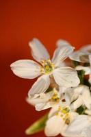 Flower blossom close up  choisya ternata family rutaceae high quality photo