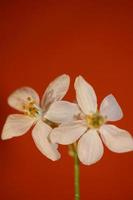 Flower blossom close up  choisya ternata family rutaceae high quality photo