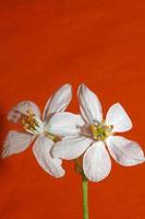 Flower blossom close up  choisya ternata family rutaceae high quality photo
