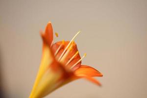 Flor flor cerrar clivia miniata familia amaryllidaceae macro foto