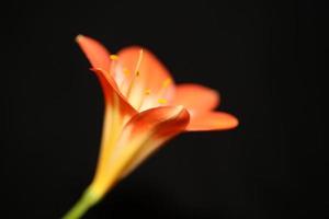 Flower blossom close up clivia miniata family amaryllidaceae macro photo