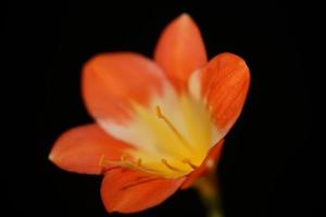 Flower blossom close up clivia miniata family amaryllidaceae macro photo