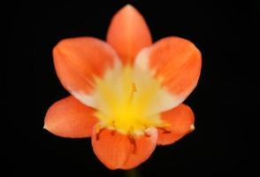 Flor flor cerrar clivia miniata familia amaryllidaceae macro foto