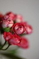 flor, flor, cicatrizarse, crataegus laevigata, familia, rosáceas, botanicaly foto