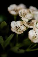 Flor de flor de cerca en Crataegus monogyna familia rosaceae macro