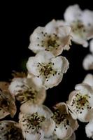 Flor de flor de cerca en Crataegus monogyna familia rosaceae macro