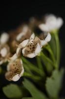 Flower blossom close up in Crataegus monogyna family rosaceae macro photo