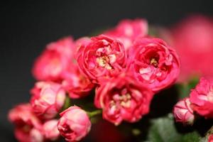 flor, flor, cicatrizarse, crataegus laevigata, familia, rosáceas, botanicaly foto