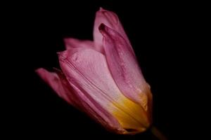 Flower blossom macro Crocus vernus family iridaceae botanical photo