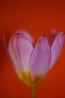 Flower blossom close up Crocus vernus family iridaceae botanical print photo