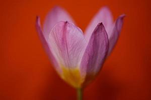 flor flor cerrar crocus vernus familia iridaceae impresión botánica foto