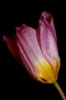 flor flor macro crocus vernus familia iridaceae botánico foto