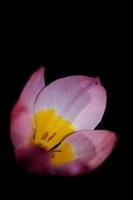 flor flor cerrar crocus vernus familia iridaceae botánico