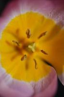 Flower blossom close up Crocus vernus family iridaceae botanical print photo