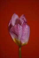 Flower blossom macro Crocus vernus family iridaceae botanical photo