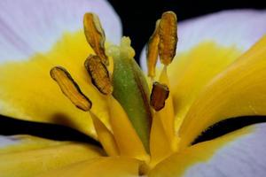 flor flor cerrar crocus vernus familia iridaceae botánico