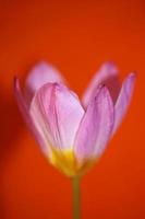 Flower blossom close up Crocus vernus family iridaceae botanical print photo