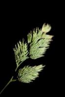 Flower close up background modern dactylis glomerata family poaceae photo