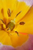 Flower blossom close up Crocus vernus family iridaceae botanical print photo