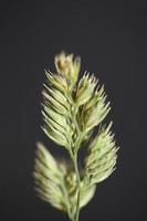 Flower close up background modern dactylis glomerata family poaceae photo