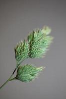 Flower close up background modern dactylis glomerata family poaceae photo