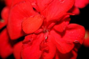 Geranium flower close up family geraniaceae background botanical print photo