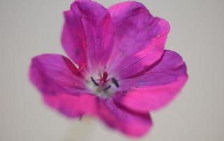 Flower blossom close up background geranium photo