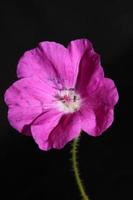 Flower blossom close up background geranium photo