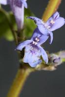 Flower blossom Glechoma hederacea L. family lamiaceae botanical photo