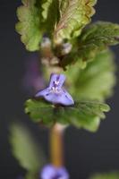 Flower blossom Glechoma hederacea L. family lamiaceae botanical